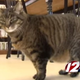 Illustration for article titled The Most Beautiful Modern Art: News Chyrons Featuring Cats